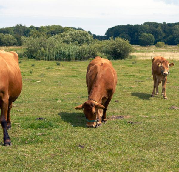 Det største aktiv for friluftsliv i Ullerslev er Bondemosen, der er et grønt område midt i byen. En del af arealet er kommunalt ejet. Et kogræsserlaug – Bondemosens Kogræsserlaug – har kreaturer gående og græsse på arealet om sommeren. Kreaturerne sørger for at opretholde engens karakteristiske planter ved at holde den lysåben. Så man kan sige, at køerne er en slags naturplejere.