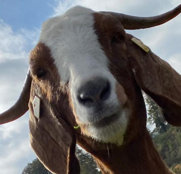 Biodiversitetsged på Magelund Voldsted