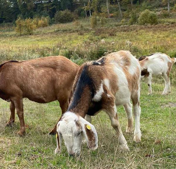 Biodiversitetsgederne hjælper til at holde invasive arter nede, og er derfor med til at styrke biodiversiteten i naturområdet.